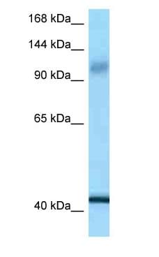 IARS2 Antibody (C-Terminus)