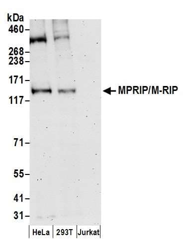 MPRIP / RIP3 Antibody (aa550-600)