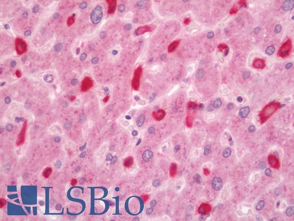 IHC-plus™ CD163 Antibody (clone 2B12)