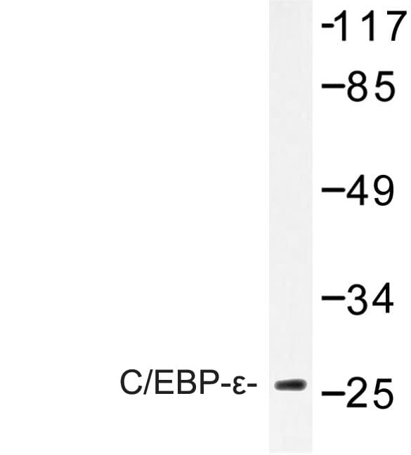 C/EBP Epsilon / CEBPE Antibody (Lys220)
