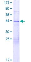 Human FAM13A1 / KIAA0914 Protein (Recombinant GST)