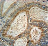 INSIG1 Antibody (aa36-63)