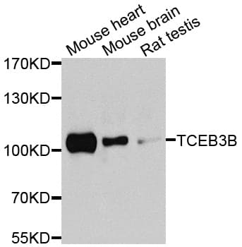 TCEB3B / Elongin A2 Antibody
