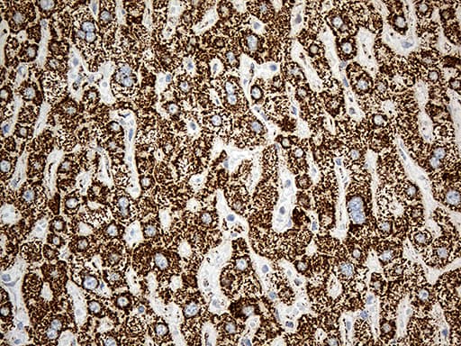 Monoclonal Mouse anti-Human MCAD / ACADM Antibody (clone OTI2G7, Carrier-free, IHC, WB)