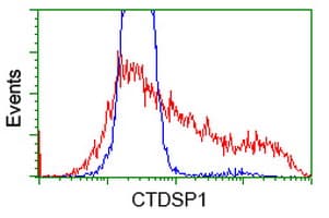 CTDSP1 / SCP1 Antibody (clone OTI1G2, Carrier-free)