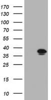 KIF25 Antibody (clone OTI1D3)
