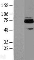ACSS3 Protein (Over-Expression Lysate Myc-DDK (Flag))