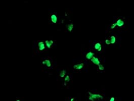 PHF7 Antibody (aa155-381, clone OTI1B4, Carrier-free)