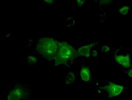 Monoclonal Mouse anti-Human Basigin / Emmprin / CD147 Antibody (clone OTI7A7, IHC, IF, WB)
