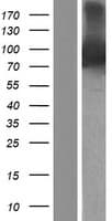 RASAL1 / RASAL Protein (Over-Expression Lysate Myc-DDK (Flag))