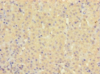HEBP2 Antibody (aa2-205)