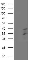 HOXC11 Antibody (clone OTI4E12)