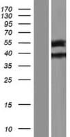TTLL9 Protein (Over-Expression Lysate Myc-DDK (Flag))