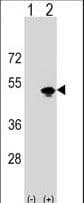 KRR1 Antibody (aa1-30)