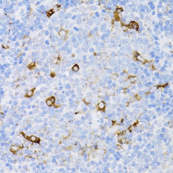 CD4 Antibody