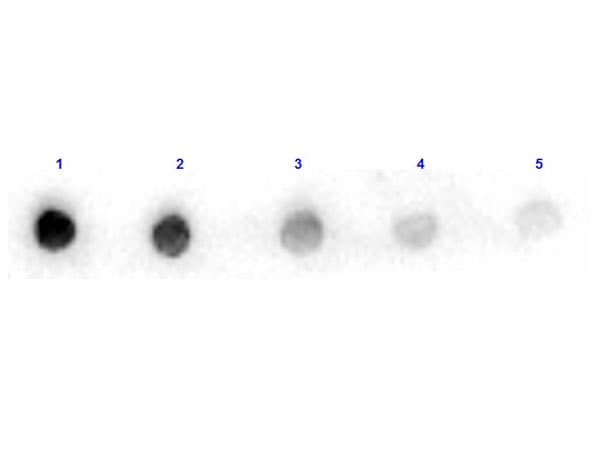 ARG1 / Arginase 1 Antibody (Liquid, HRP)