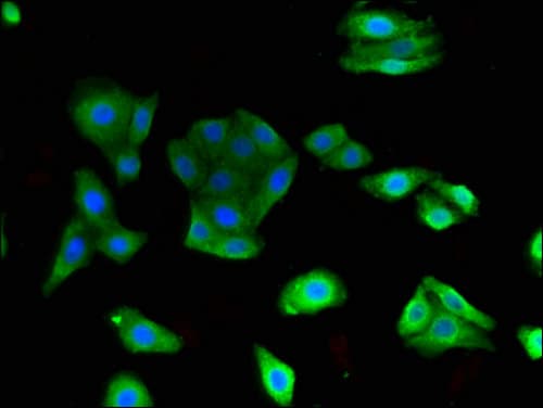 TLR9 Antibody