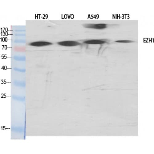 IHC-plus™ Polyclonal Rabbit anti-Human EZH1 / ENX-2 Antibody (140-220 aa, Internal, IHC, IF, WB)