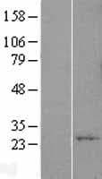 YIF1A Protein (Over-Expression Lysate Myc-DDK (Flag))