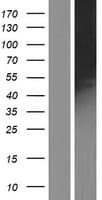 Human DPYSL2 / CRMP2 Protein (Over-Expression Lysate Myc-DDK (Flag))