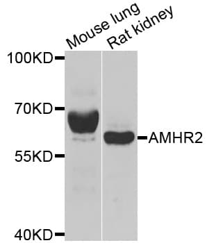 AMHR2 / MISRII Antibody