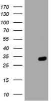 HES1 / HES-1 Antibody (clone OTI2H4)
