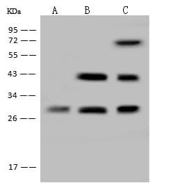 PITPNC1 Antibody