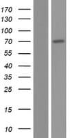 TMEM259 / Membralin Protein (Over-Expression Lysate Myc-DDK (Flag))