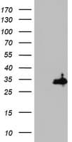 HADH Antibody (aa57-314, clone OTI1D4)