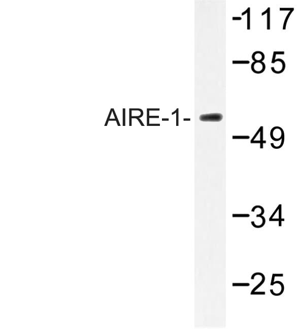 Polyclonal Rabbit anti-Human AIRE Antibody (Pro126, IF, WB)