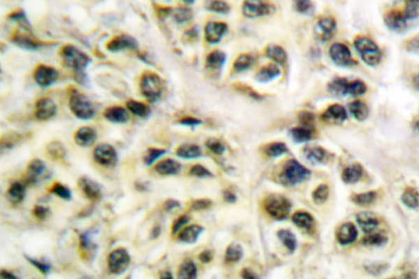 CCNL1 / Cyclin L1 Antibody (Glu491)