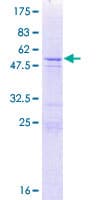 Human CT55 / CXorf48 Protein (Recombinant GST)