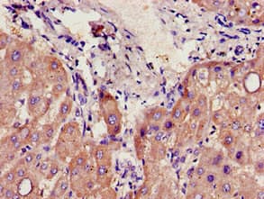 CYP39A1 Antibody