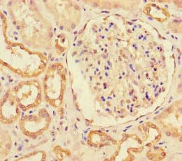 MIB1 Antibody
