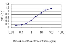 Monoclonal Mouse anti-Human DAZ1 / DAZ Antibody (clone 3E3, IHC, WB)