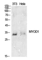 MYOD / MYOD1 Antibody