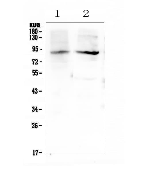 Polyclonal Rabbit anti-Human ERCC3 / XPB Antibody (WB)