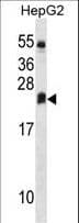 DHRS4L2 Antibody (aa132-158)