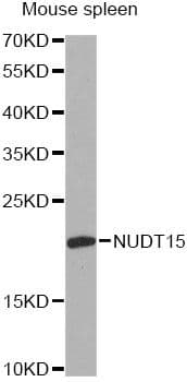 NUDT15 Antibody