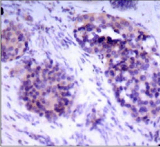 BCL2L1 / BCL-XL Antibody