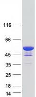 Human GAS7 Protein (Recombinant Myc-DDK (Flag))