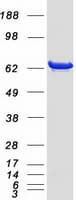 Human IGF2BP2 Protein (Recombinant Myc-DDK (Flag))