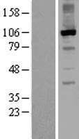 RGS3 Protein (Over-Expression Lysate Myc-DDK (Flag))