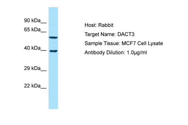 DACT3 Antibody (aa255-304)