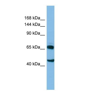 CLASP2 Antibody (aa354-403)