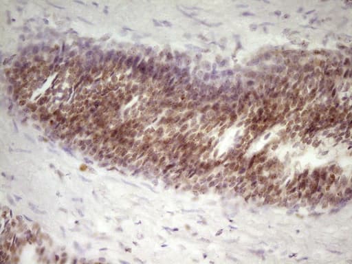 SP110 Antibody (aa232-521, clone OTI2A1)