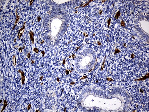 M-PST / STM Antibody (clone OTI6A8, Carrier-free)