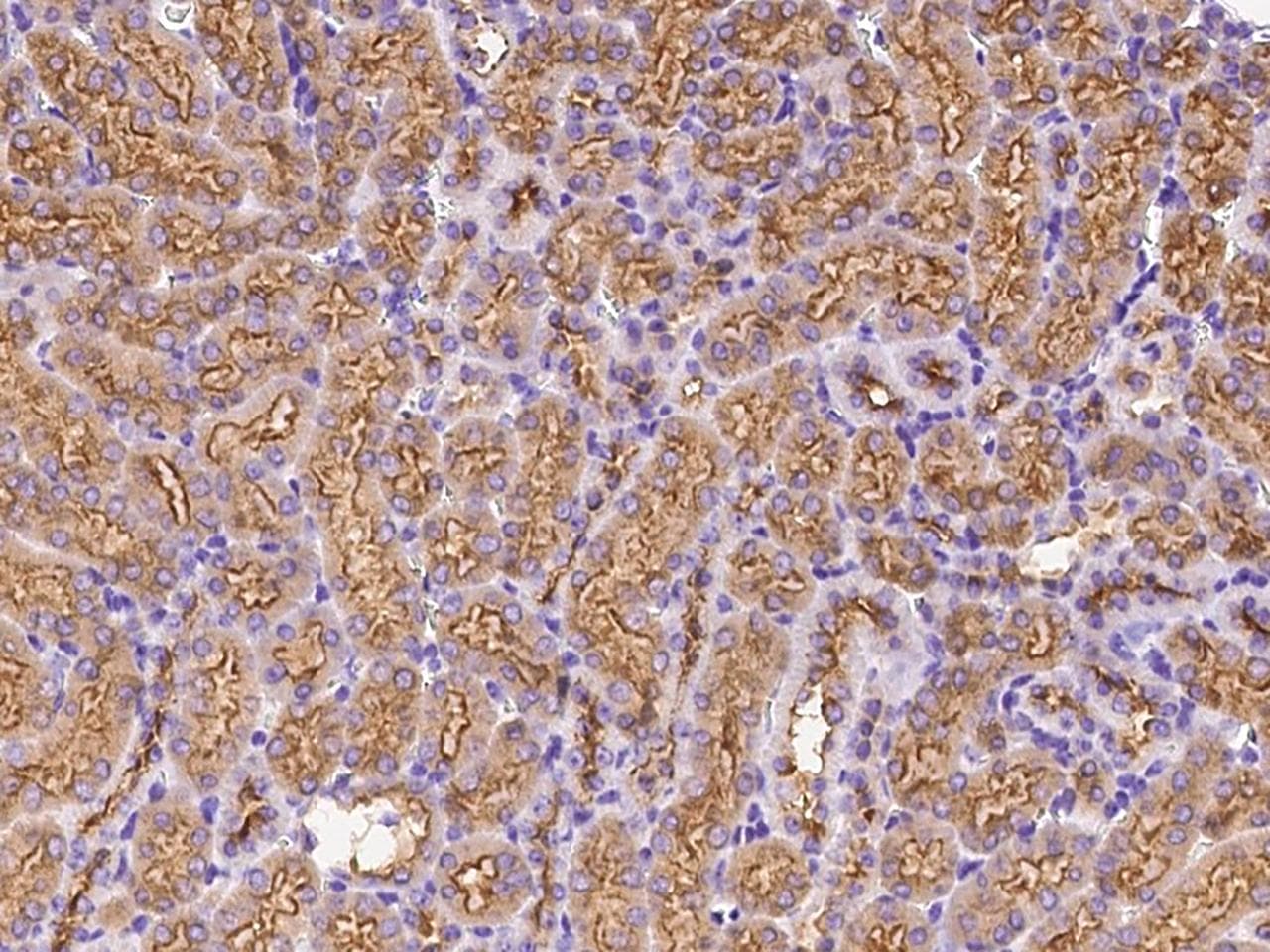 RHEBL1 Antibody