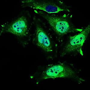 Monoclonal Mouse anti-Human MRPL42 / MRPS32 Antibody (clone 3H6G11, aa142-203, IHC, IF, WB)