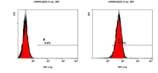 CCR2 Antibody (aa20-100, Biotin)